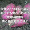 虫食いさつまいもは穴あきでも食べられる？虫食い被害を防ぐ害虫対策とは？