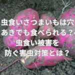 虫食いさつまいもは穴あきでも食べられる？虫食い被害を防ぐ害虫対策とは？