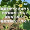 農薬を使うときゅうりの受粉率が下がる？実がならない？害虫対策はどうする？