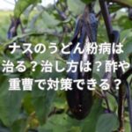 ナスのうどん粉病は治る？治し方は？酢や重曹で対策できる？