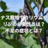 ナス栽培でカリウムやリンの必要性とは？不足の症状とは？