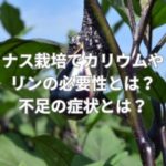 ナス栽培でカリウムやリンの必要性とは？不足の症状とは？
