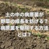 土の中の病原菌が野菜の成長を妨げる？病原菌を駆除する方法とは？