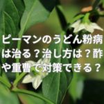 ピーマンのうどん粉病は治る？治し方は？酢や重曹で対策できる？