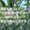 農薬を使うとピーマンの受粉率が下がる？実がならない？害虫対策はどうする？