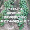 さつまいもに追肥は必要？追肥の判断方法とおすすめの肥料とは？