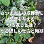 さつまいもの収穫量に影響を与えるつる返しとは？つる返しの仕方と時期は？