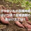 さつまいもの収穫時期はいつ頃？収穫適期の見分け方とは？