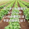 さつまいも栽培でカリウムやリンの必要性とは？不足の症状とは？