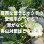 農薬を使うとオクラの受粉率が下がる？実がならない？害虫対策はどうする？