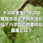 ナスの害虫ハダニの駆除方法と予防方法とは？ハダニに効果的な農薬とは？