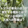 トマトの害虫ハダニが発生する理由とは？ハダニの症状と人体への影響は？
