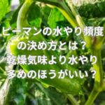 ピーマンの水やり頻度の決め方とは？乾燥気味より水やり多めのほうがいい？