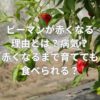 ピーマンが赤くなる理由とは？病気？赤くなるまで育てても食べられる？