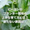 ピーマンのプランター栽培の上手な育て方とは？ピーマンが育たない原因は？