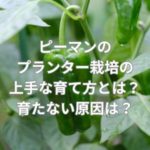 ピーマンのプランター栽培の上手な育て方とは？ピーマンが育たない原因は？