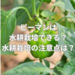ピーマンは水耕栽培できる？方法は？水耕栽培の注意点とは？