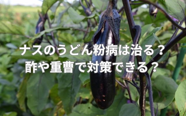 ナスのうどん粉病は治る？治し方は？酢や重曹で対策できる？