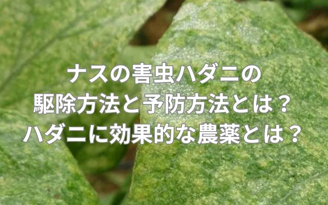 ナスの害虫ハダニの駆除方法と予防方法とは？ハダニに効果的な農薬とは？