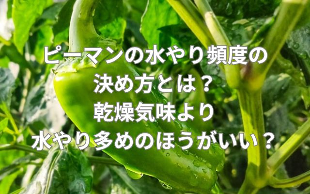 ピーマンの水やり頻度の決め方とは？乾燥気味より水やり多めのほうがいい？