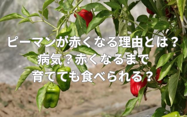 ピーマンが赤くなる理由とは？病気？赤くなるまで育てても食べられる？