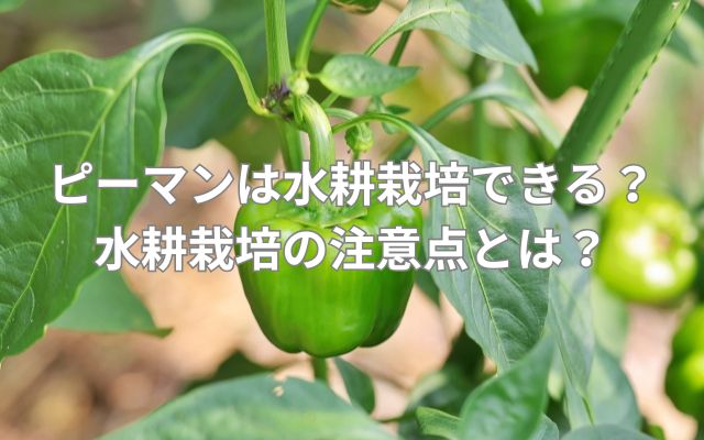 ピーマンは水耕栽培できる？方法は？水耕栽培の注意点とは？