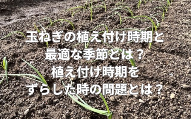 玉ねぎの植え付け時期と最適な季節とは？植え付け時期をずらした時の問題とは？