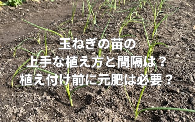 玉ねぎの苗の上手な植え方と間隔は？植え付け前に元肥は必要？
