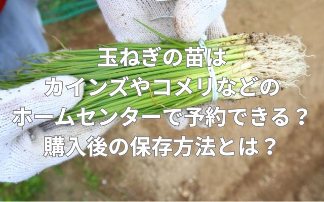 玉ねぎの苗はカインズやコメリなどのホームセンターで予約できる?購入後の保存方法とは?