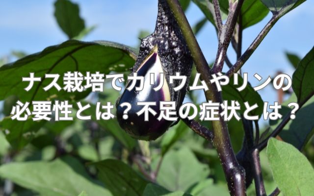 ナス栽培でカリウムやリンの必要性とは?不足の症状とは?