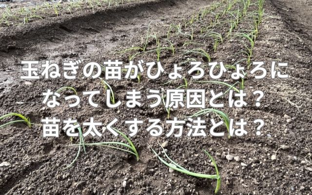 玉ねぎの苗がひょろひょろになってしまう原因とは？苗を太くする方法とは？