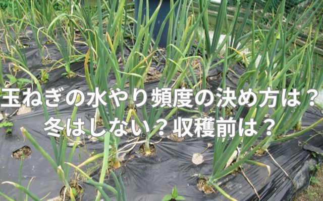 玉ねぎの水やり頻度の決め方とは？冬はしない？収穫前は？