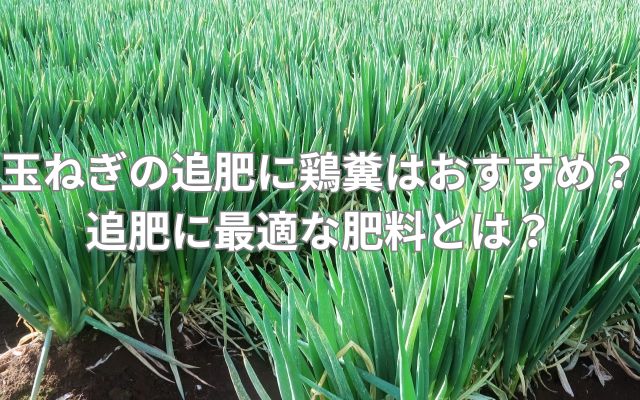 玉ねぎの追肥に鶏糞はおすすめ？追肥に最適な肥料とは？