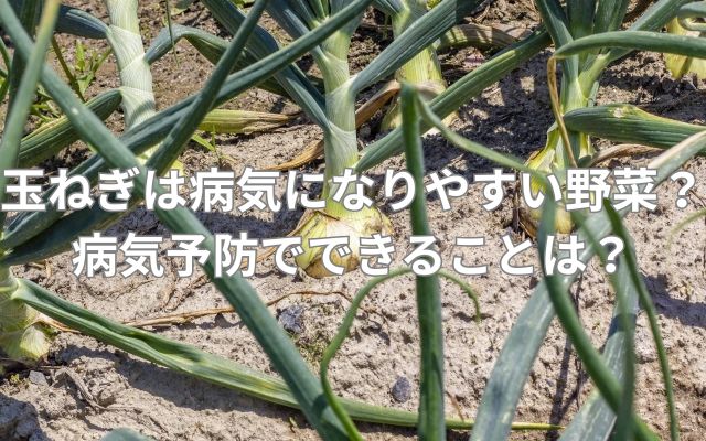 玉ねぎは病気になりやすい野菜？病気予防でできることは？