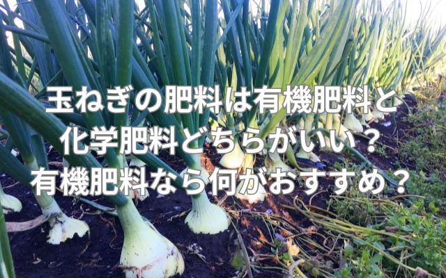 玉ねぎの肥料は有機肥料と化学肥料どちらがいい？有機肥料なら何がおすすめ？