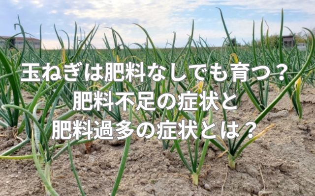 玉ねぎは肥料なしでも育つ?肥料不足の症状と肥料過多の症状とは?
