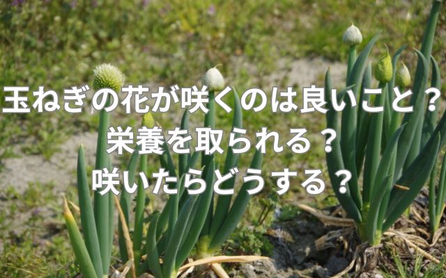玉ねぎの花が咲くのは良いこと？栄養を取られる？咲いたらどうする？