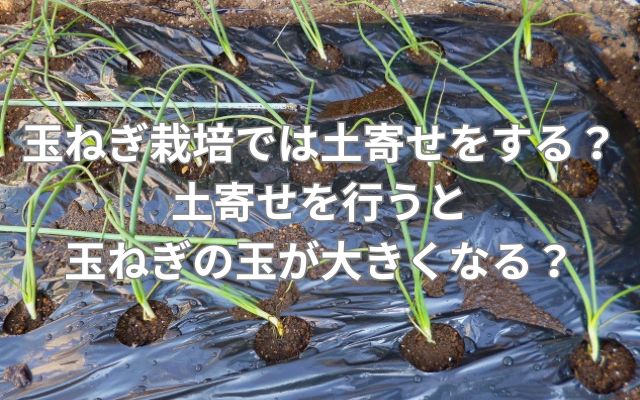 玉ねぎ栽培では土寄せをする?土寄せを行うと玉ねぎの玉が大きくなる?
