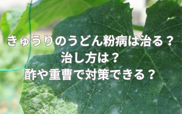 きゅうりのうどん粉病は治る？治し方は？酢や重曹で対策できる？