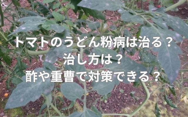 トマトのうどん粉病は治る？治し方は？酢や重曹で対策できる？