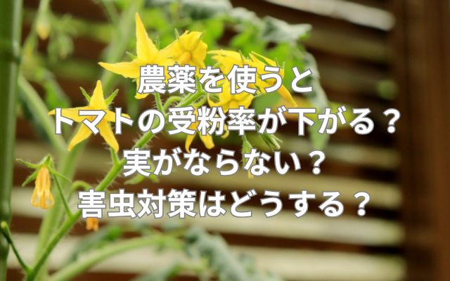 農薬を使うとトマトの受粉率が下がる?実がならない?害虫対策はどうする?