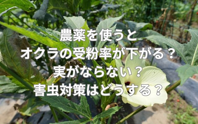 農薬を使うとオクラの受粉率が下がる？実がならない？害虫対策はどうする？