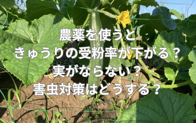 農薬を使うときゅうりの受粉率が下がる？実がならない？害虫対策はどうする？