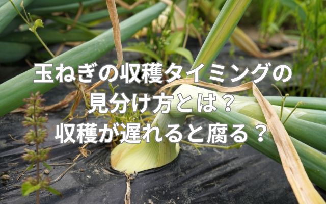 玉ねぎの収穫タイミングの見分け方とは？収穫が遅れると腐る？