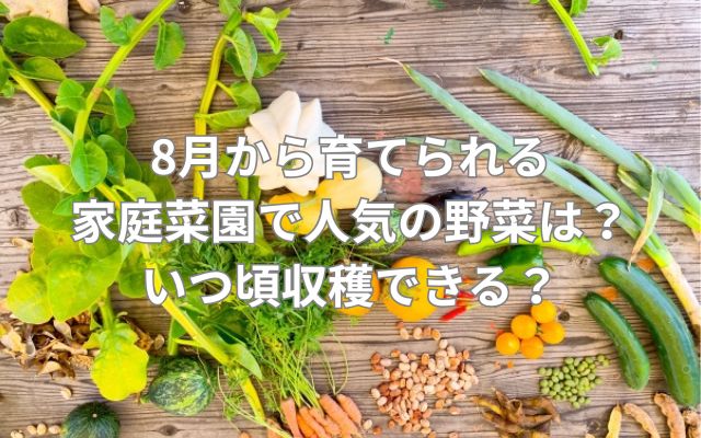 8月から育てられる家庭菜園で人気の野菜は？いつ頃収穫できる？