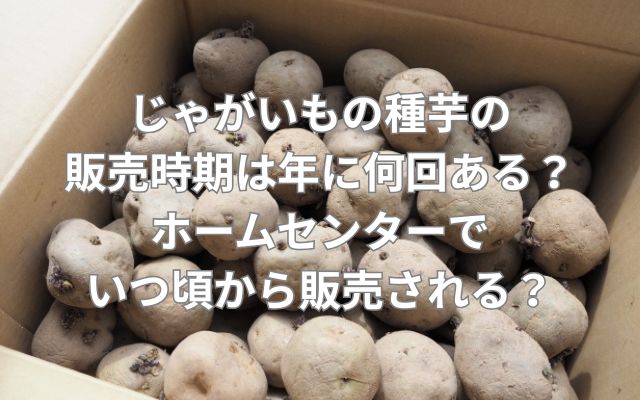 じゃがいもの種芋の販売時期は年に何回ある?ホームセンターでいつ頃から販売される?