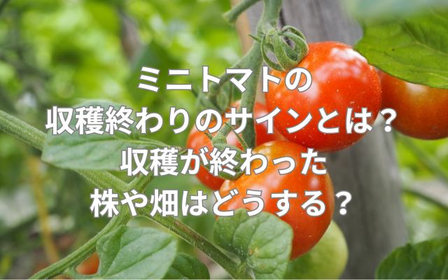 ミニトマトの収穫終わりのサインとは?収穫が終わった株や畑はどうする?