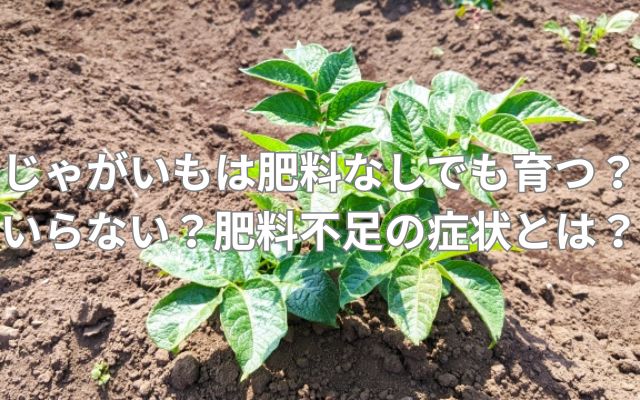 じゃがいもは肥料なしでも育つ?いらない?肥料不足の症状とは?