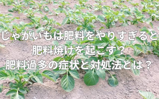 じゃがいもは肥料をやりすぎると肥料焼けを起こす？肥料過多の症状と対処法とは？