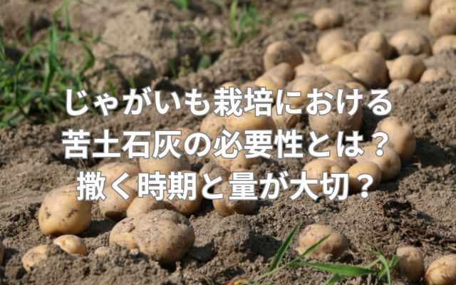 じゃがいも栽培における苦土石灰の必要性とは？撒く時期と量が大切？